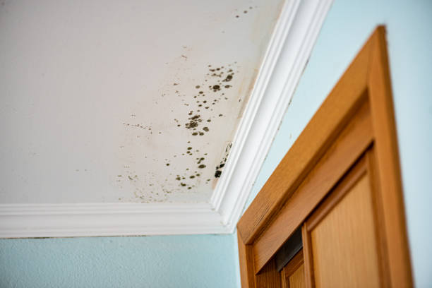Best HVAC Mold Remediation in White House Station, NJ