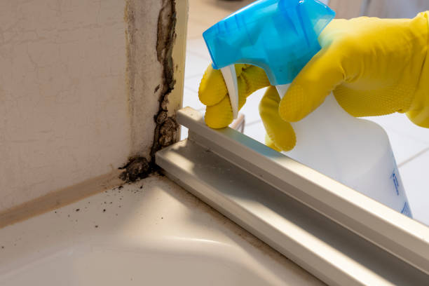 Best Attic Mold Remediation in White House Station, NJ