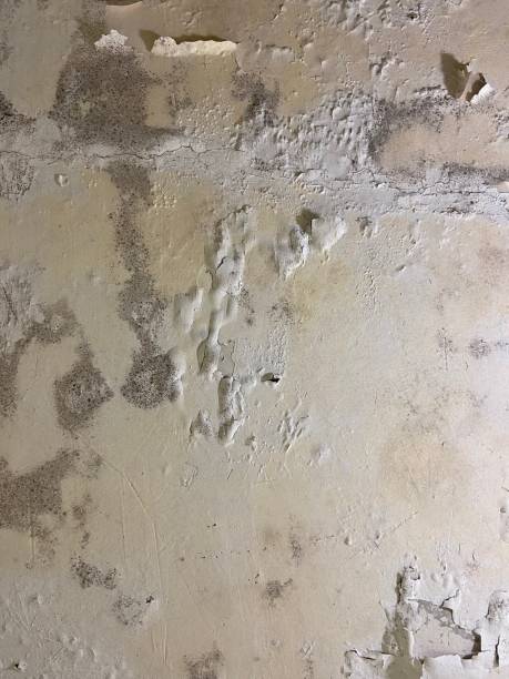 Best Post-Flood Mold Remediation in White House Station, NJ