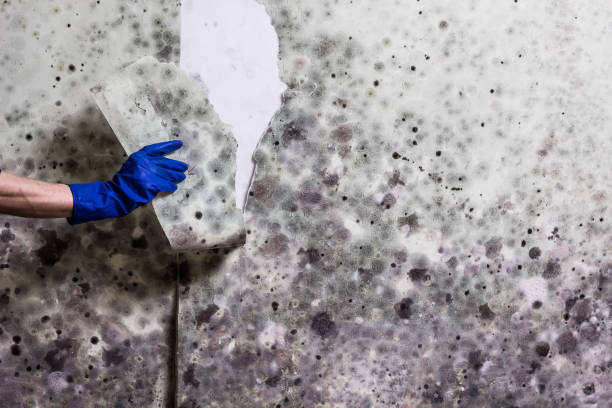 Best Emergency Mold Remediation in White House Station, NJ